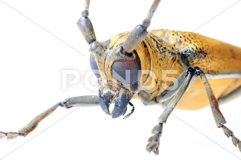 Insec long horn beetle Stock Photos