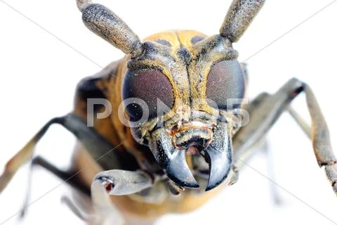 Insec long horn beetle Stock Photos