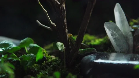 Insect 012 1 Stock Footage 91925392