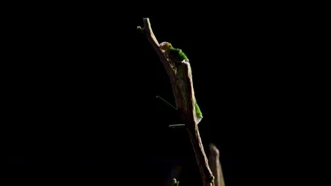 Insect 013 1 Stock Footage 91925388