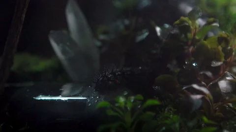 Insect 014 1 Stock Footage 91925200