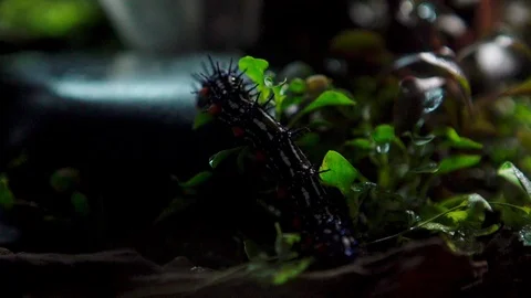 Insect 015 1 Stock Footage 91925487