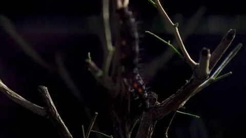 Insect 016 1 Stock Footage 91925621