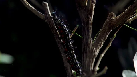 Insect 017 1 Stock Footage 91925770