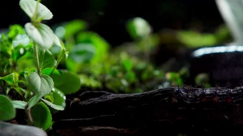 Insect 018 1 1 Stock Footage 91925841