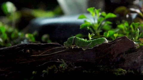 Insect 018 2 1 Stock Footage 91925574