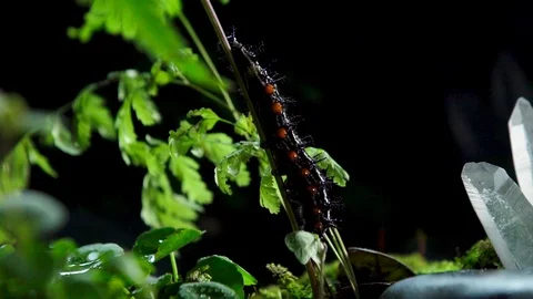 Insect 018 3 1 Stock Footage 91925684