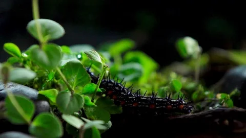 Insect 018 4 Stock Footage 91926009