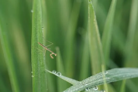 Insect 059 Stock Photos