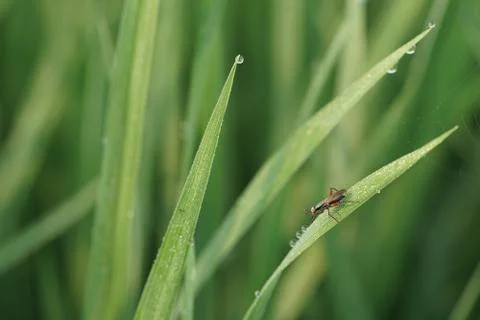 Insect 063 Stock Photos