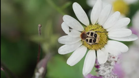 Insect 09. Close up - bee beetle sitting on an ox-eye daisy.  4K Locked Tripod Stock Footage 139974477