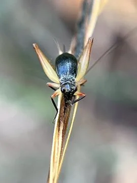 Insect-1 (1) 库存照片