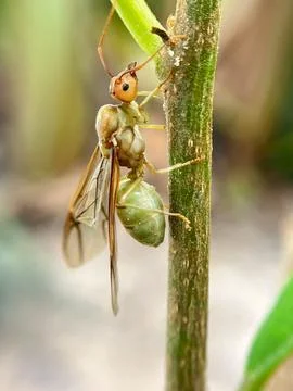 Insect-1 (3) Stock Photos