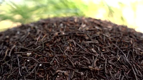 Insect 1 Stock Footage 145312722