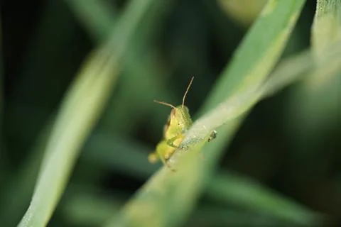 Insect 1 Stock Photos