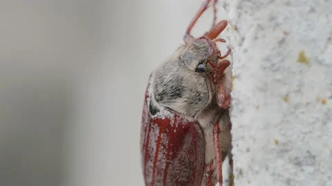 Insect 10. Very close up macro shot of a Maybug on a wall. 4K locked tripod Stock Footage 140395273
