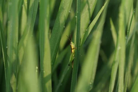 Insect 105 Stock Photos