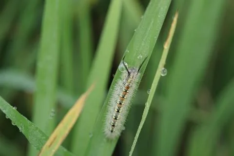 Insect 106 Stock Photos