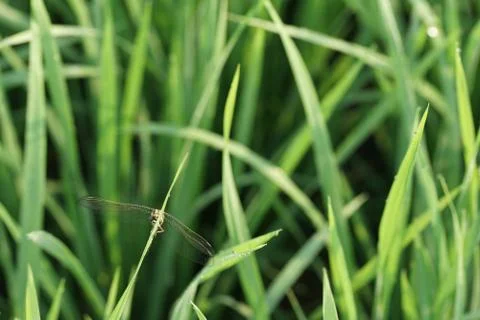 Insect 148 Foto stock