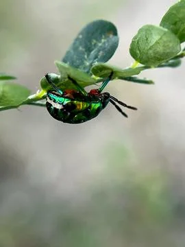 Insect- (2) Fotos Stock