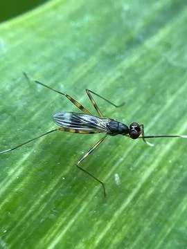 Insect-2 Foto stock
