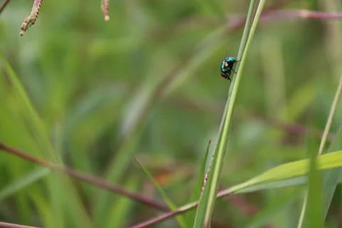 Insect 3 Stock Photos