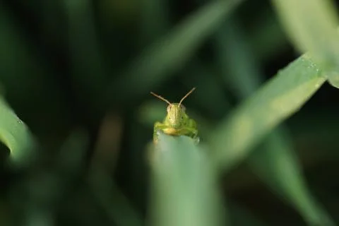 Insect 36 Stock Photos