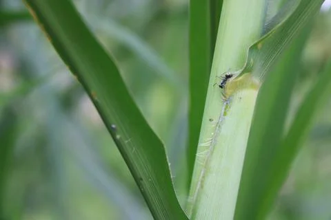 Insect 5 Stock Photos