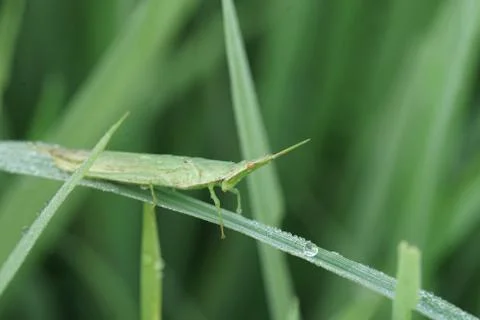 Insect 53 Stock Photos