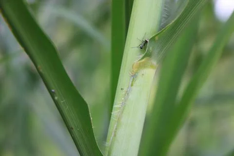 Insect 7 Stock Photos