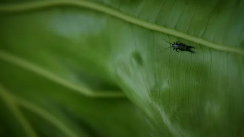 Insect 72 Stock Footage 155495043