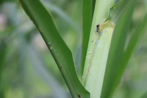 Insect 8 Stock Photos