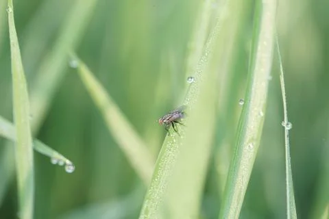 Insect 82 Stock Photos