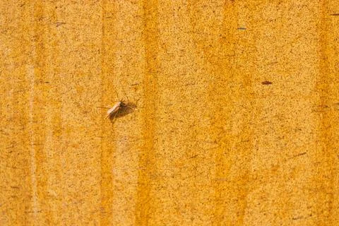 Insect on abstract shallow depth of field of weathered painted metal backgrou Stock-Fotos