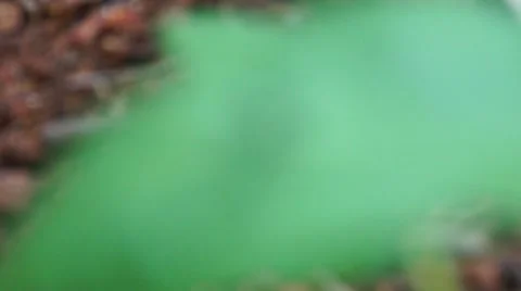 Insect activity in the leaves of vegetables Stock Footage 48436953