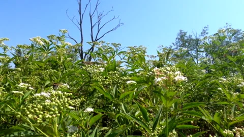 Insect among the flowers - Full Hd - ProRes Stock Footage 157929574