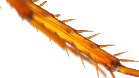 Insect Analysis Stock Footage 107179187