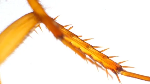 Insect Analysis Stock Footage 107179220