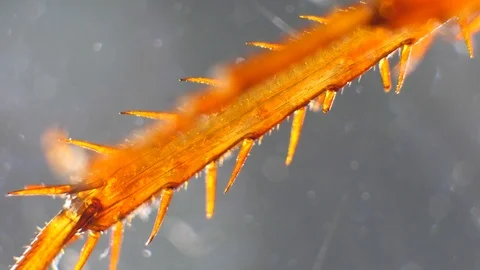 Insect Analysis Stock Footage 107179282