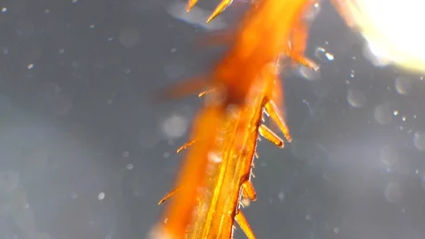 Insect Analysis Stock Footage 107179315