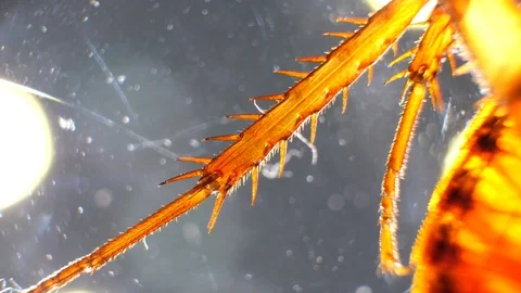 Insect Analysis Stock Footage 107179371