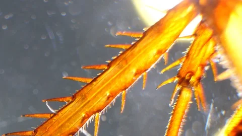 Insect Analysis Stock Footage 107179424