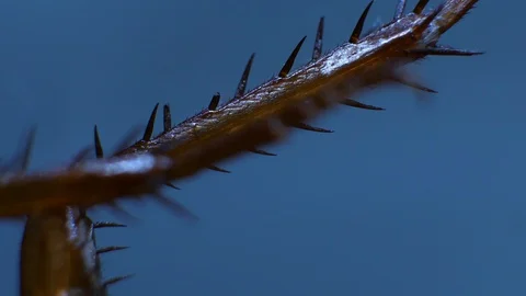 Insect Analysis Stock Footage 107179455