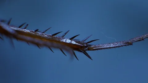 Insect Analysis Stock Footage 107179471