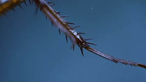 Insect Analysis Stock Footage 107179510