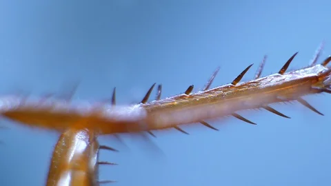Insect Analysis Stock Footage 107179557