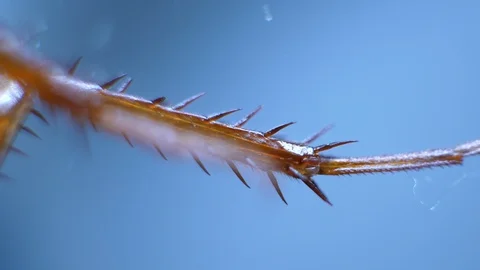 Insect Analysis Stock Footage 107179575