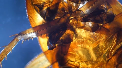 Insect Analysis Stock Footage 107179686