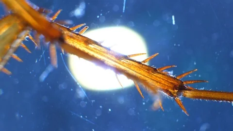 Insect Analysis Stock Footage 107179722