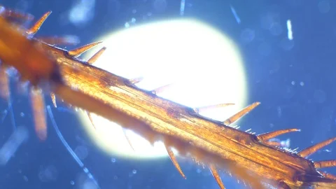 Insect Analysis Stock Footage 107179751